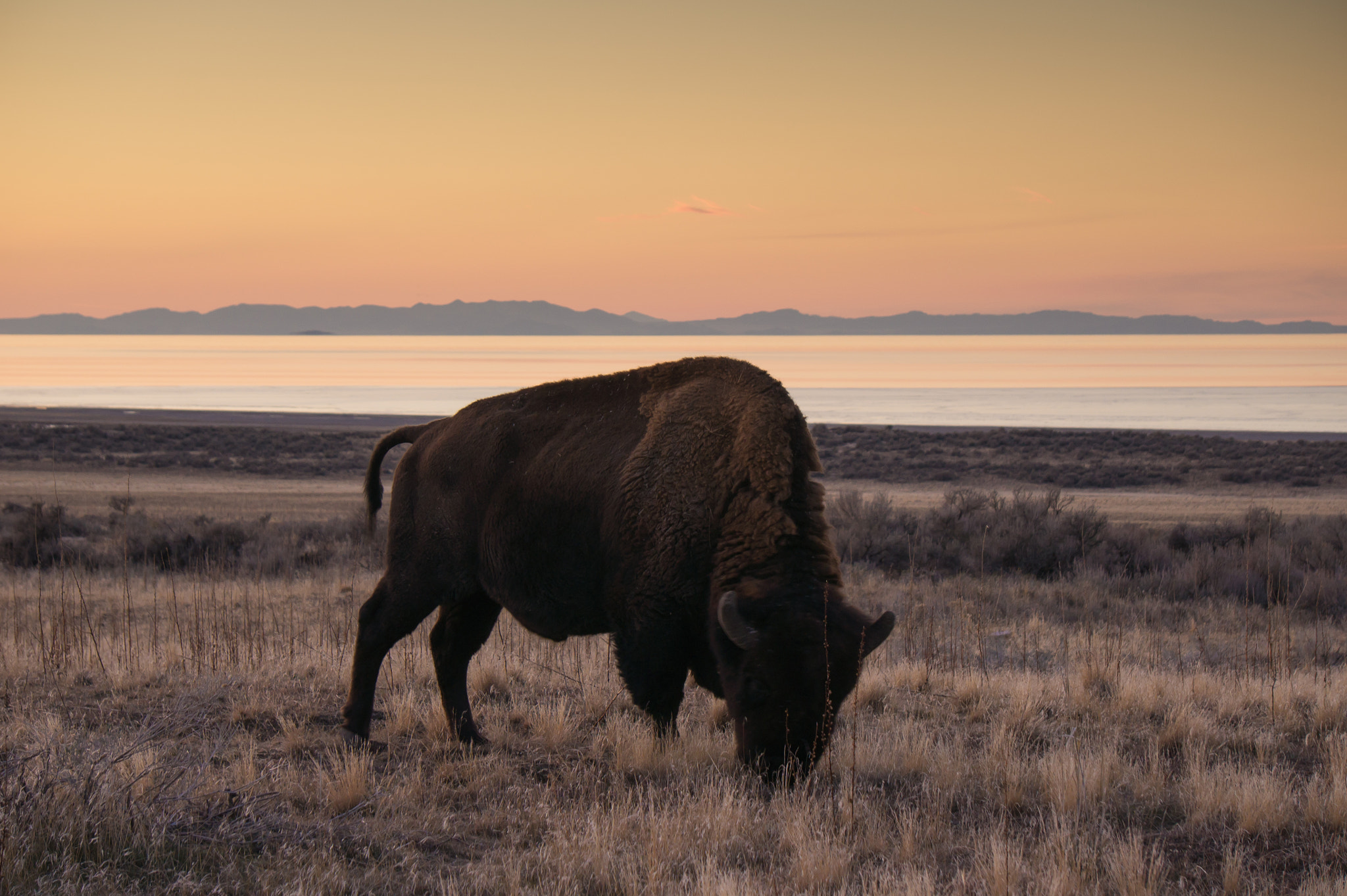 Sony Alpha NEX-5 + Sony E 55-210mm F4.5-6.3 OSS sample photo. Bison on antelope island, salt lake city photography