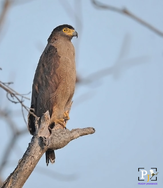 Nikon D3X sample photo. Serpent eagle photography