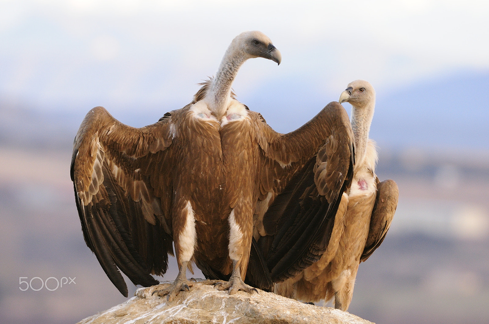 Nikon D300 + Nikon AF-S Nikkor 200-400mm F4G ED-IF VR sample photo. Gyps fulvus photography