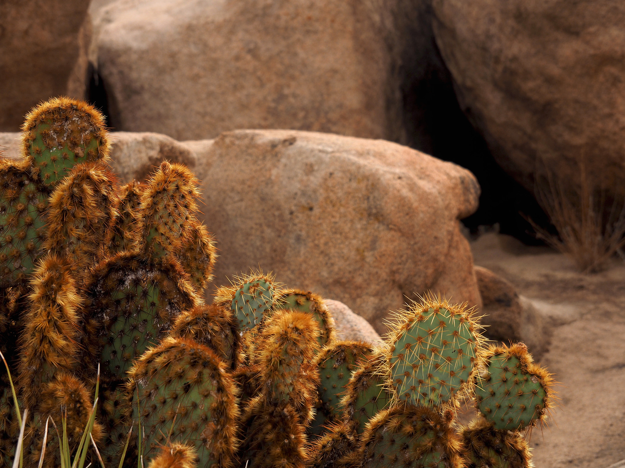Olympus OM-D E-M5 II sample photo. Joshua tree national park - cactus photography