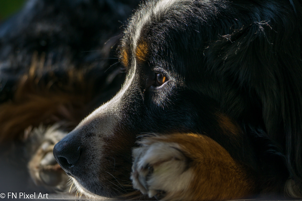 Sony a6000 + Sony DT 50mm F1.8 SAM sample photo. Keks@300 mm photography