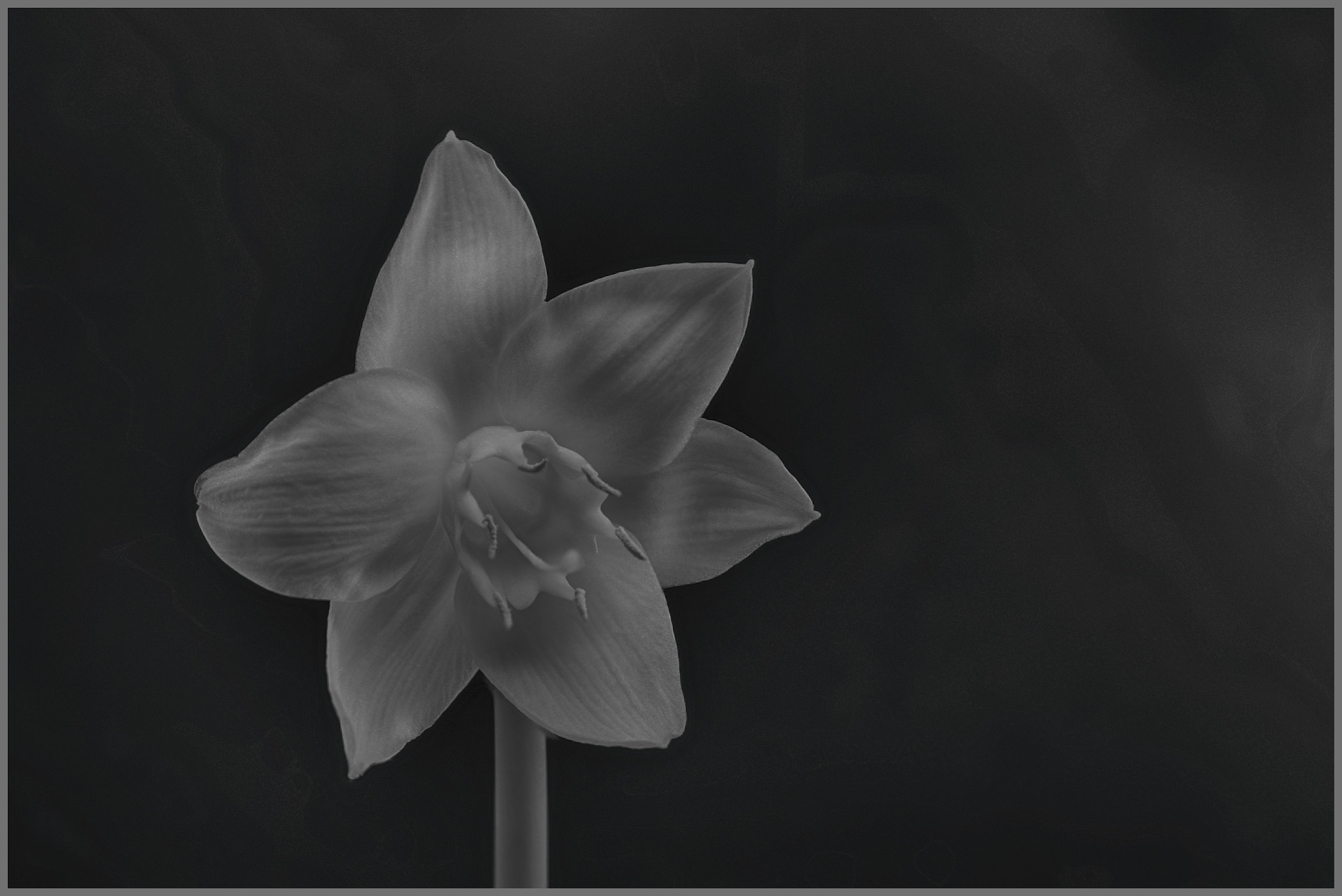 Tokina AT-X Pro 100mm F2.8 Macro sample photo. To be more then just b&w photography