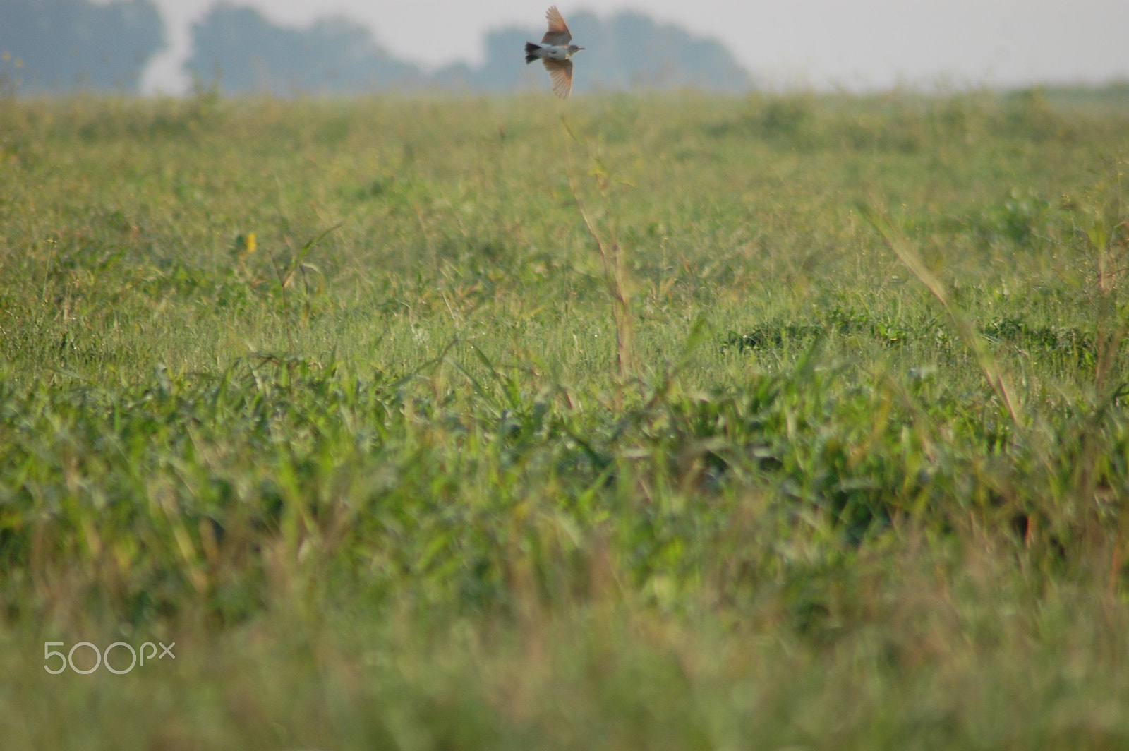 Nikon AF Nikkor 70-300mm F4-5.6G sample photo. Bird cruising... photography