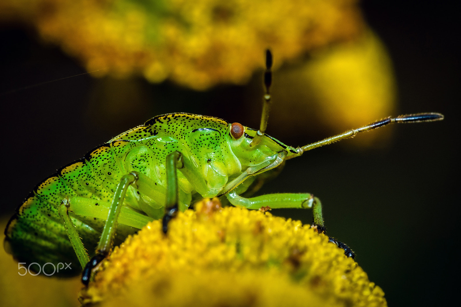 Olympus M.Zuiko Digital ED 60mm F2.8 Macro sample photo. Green shield bug (2016) | em549470.jpg photography