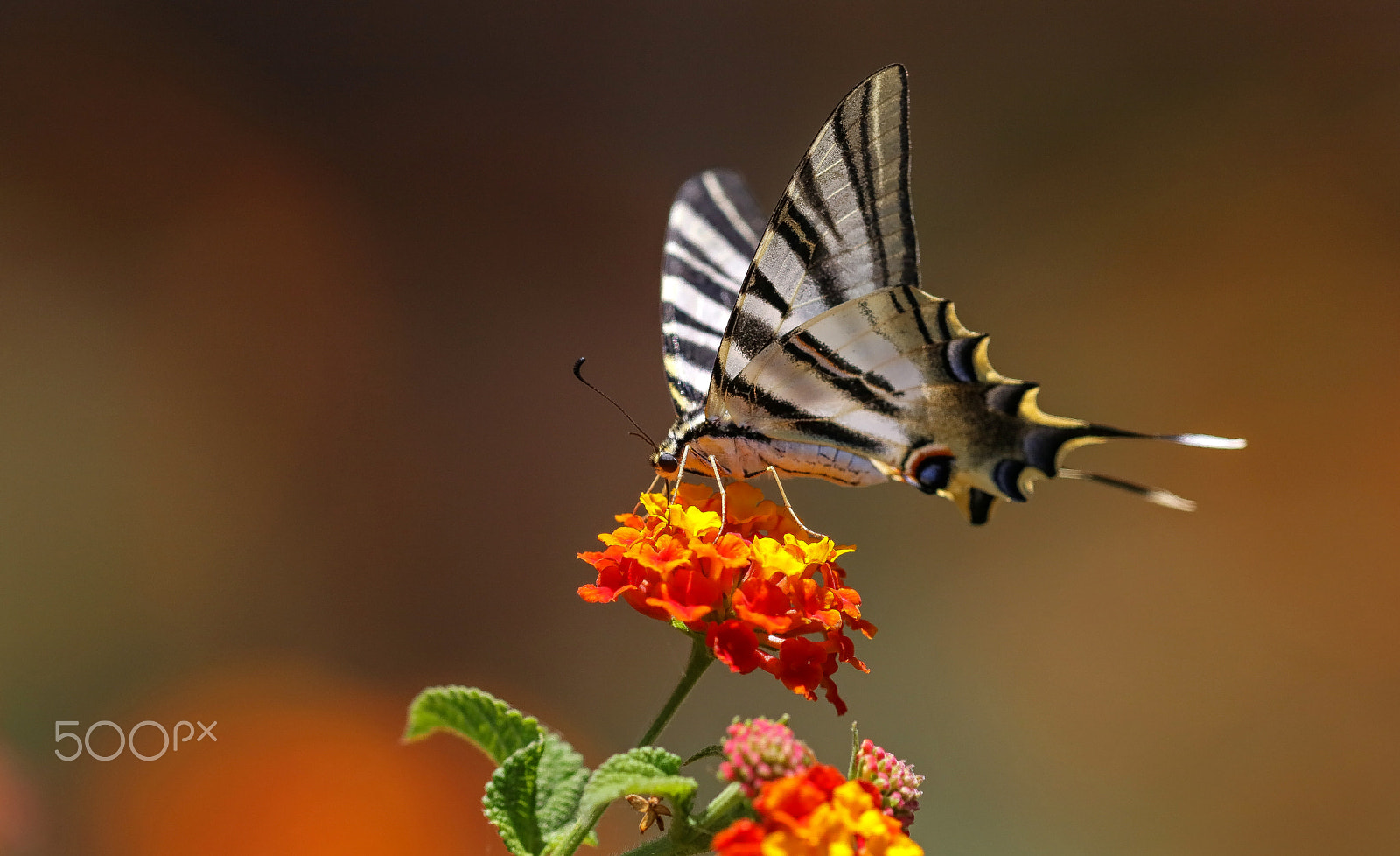 Canon EF 400mm F2.8L IS II USM sample photo. Papillon photography