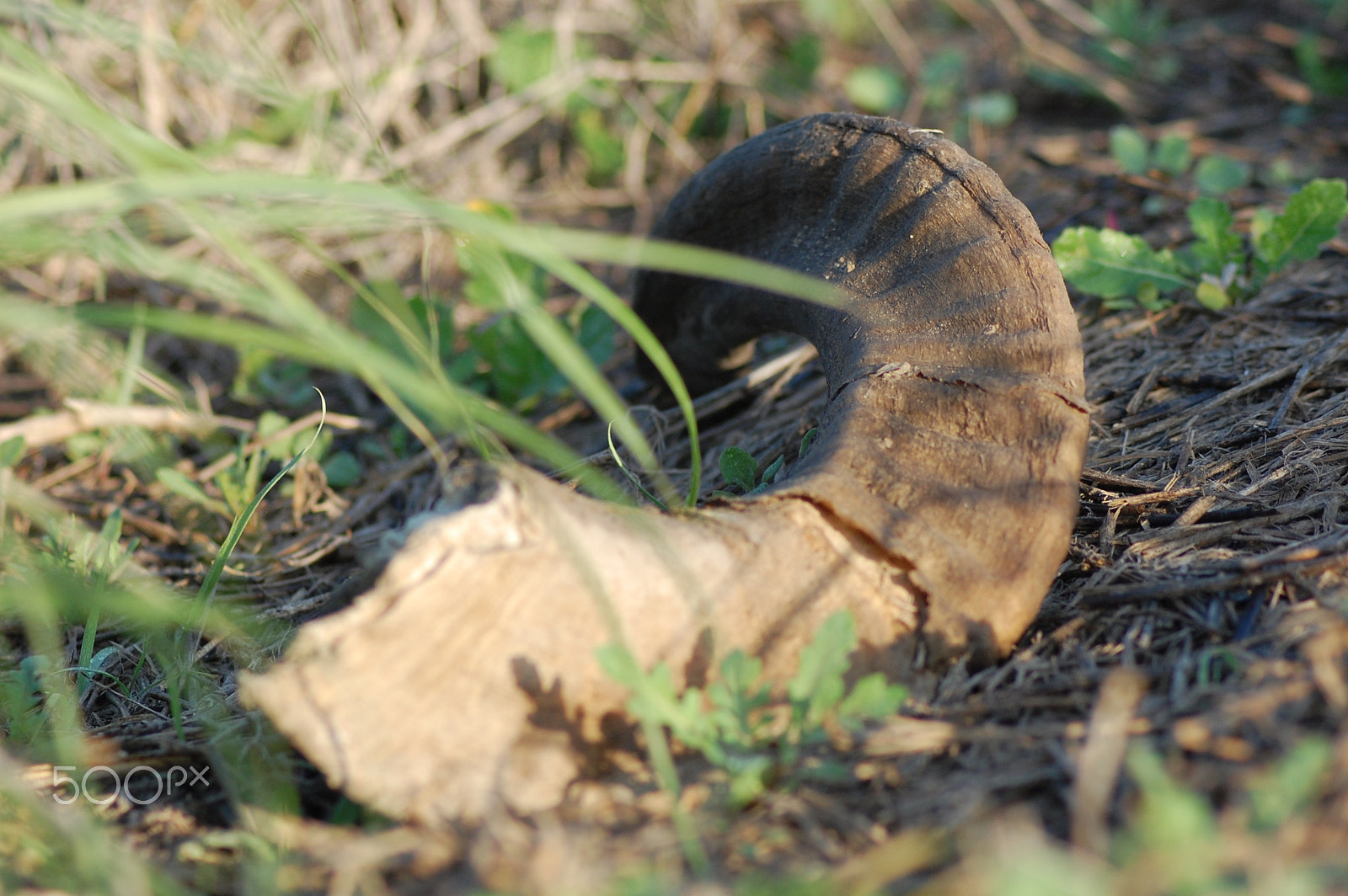 Nikon AF Nikkor 70-300mm F4-5.6G sample photo. Broken horn photography