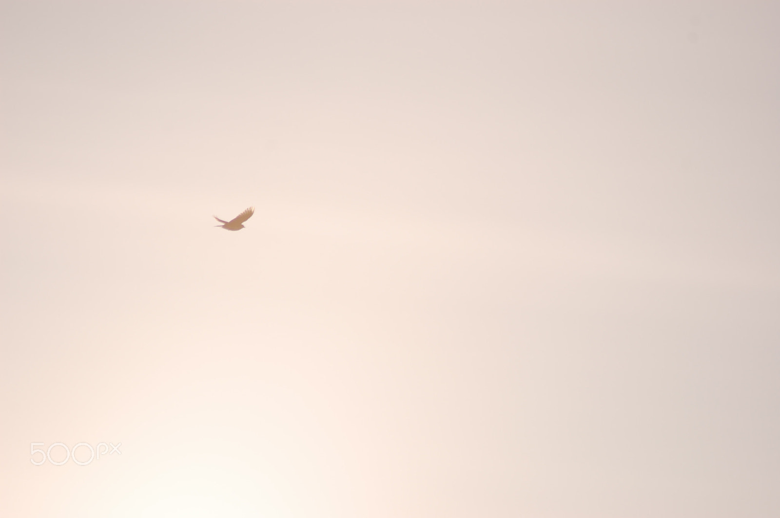 Nikon AF Nikkor 70-300mm F4-5.6G sample photo. Like a maiden flight.... photography