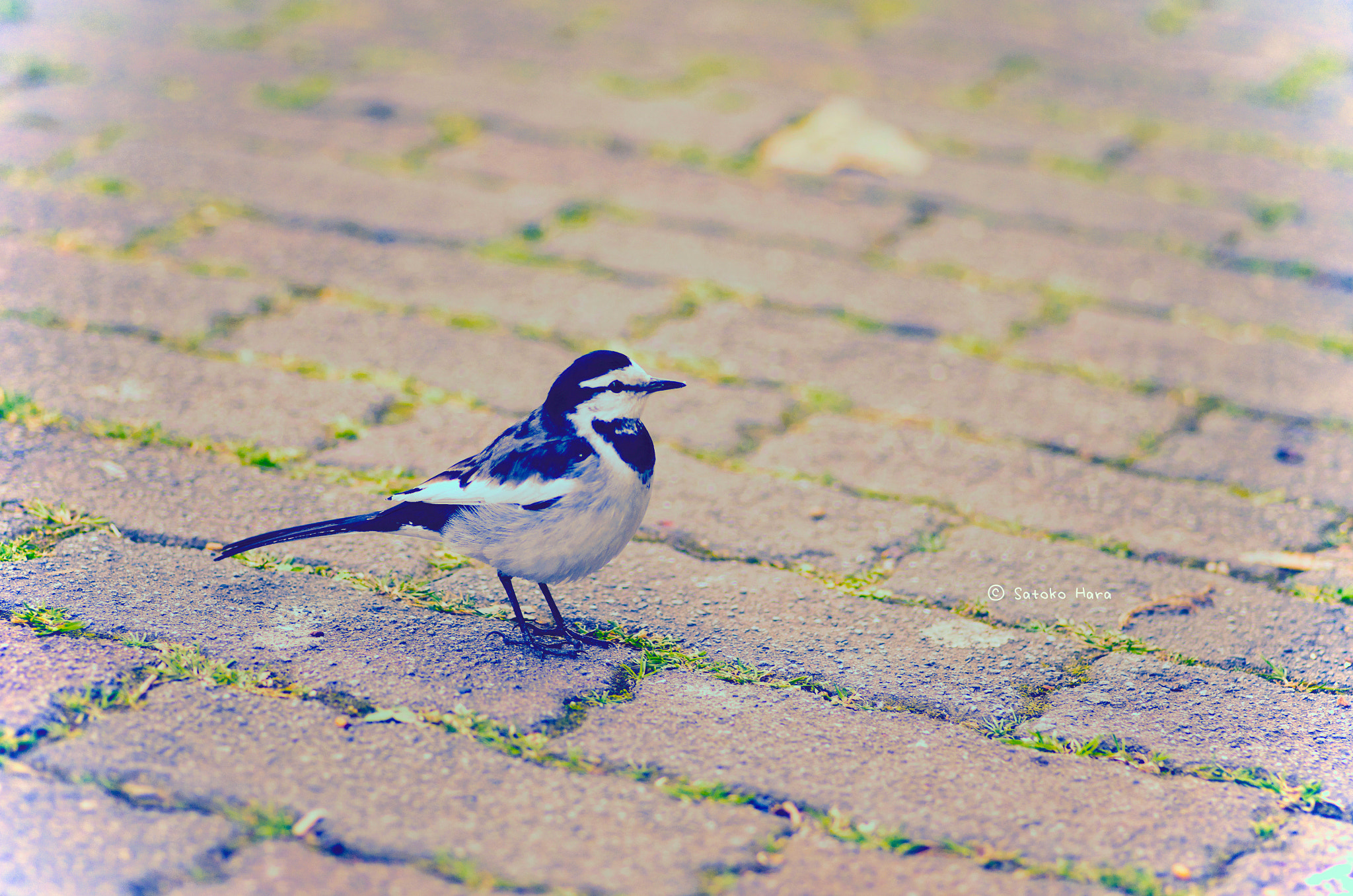 Pentax smc D-FA 100mm F2.8 Macro WR sample photo. Darling photography