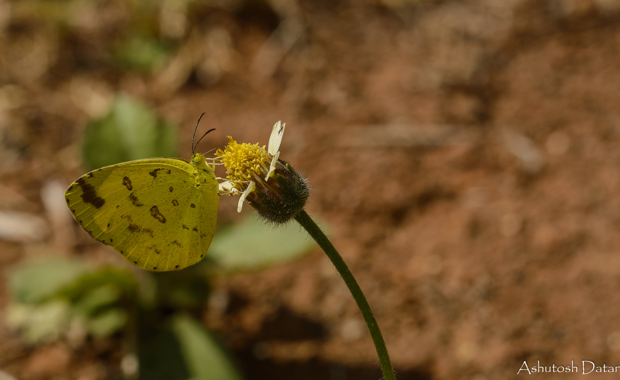 Nikon D610 + Sigma 150mm F2.8 EX DG OS Macro HSM sample photo. Yellow butterfly photography