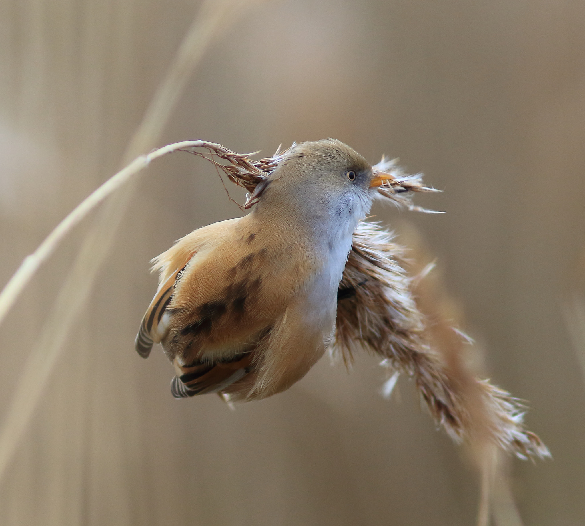 Canon EF 300mm F4L IS USM sample photo. Bearded tit photography