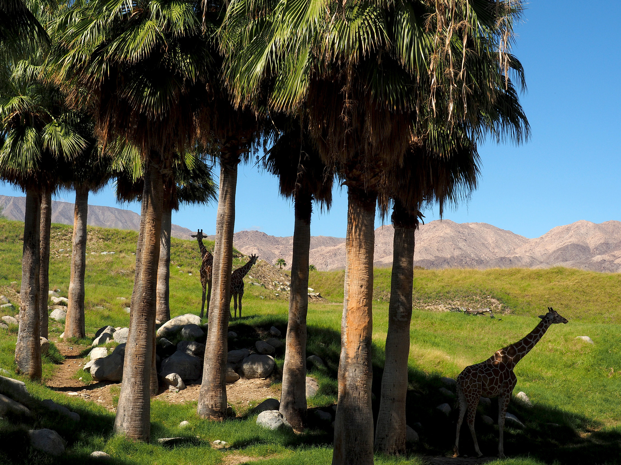 Olympus OM-D E-M5 II sample photo. Giraffes by the desert photography