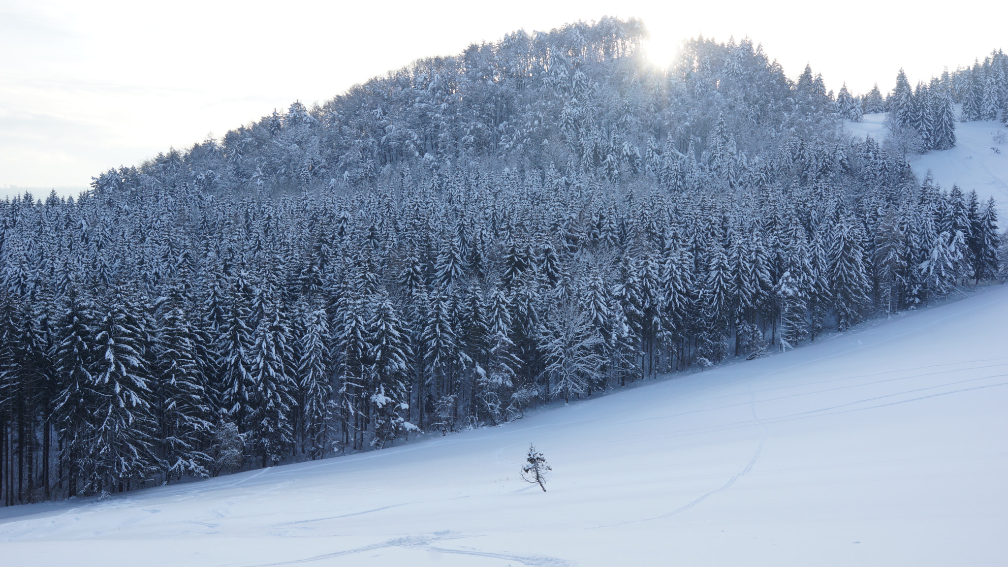 Sony SLT-A65 (SLT-A65V) sample photo. Einsamer baum photography