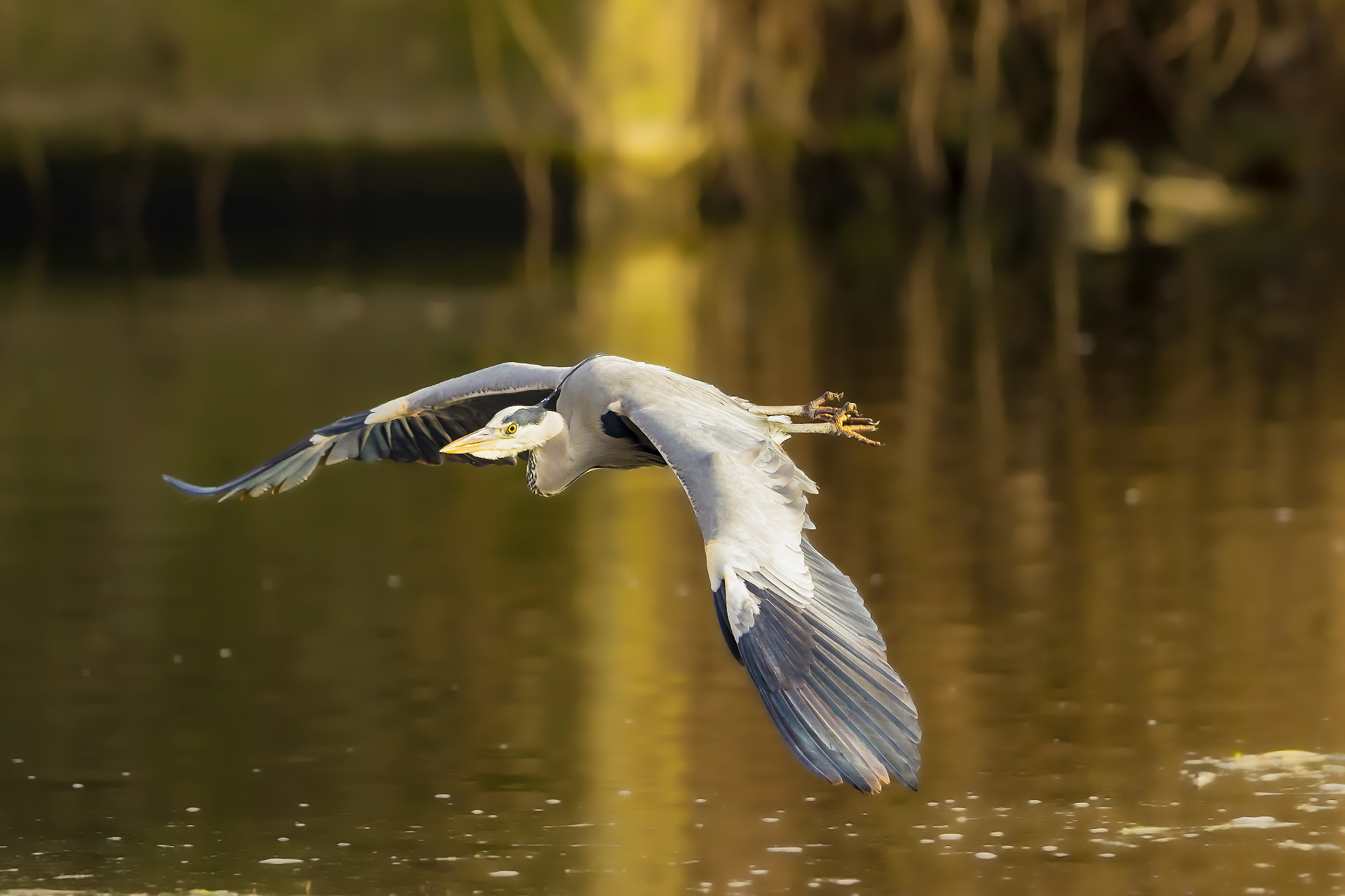 Canon EF 400mm F2.8L IS II USM sample photo. Grey heron..... photography