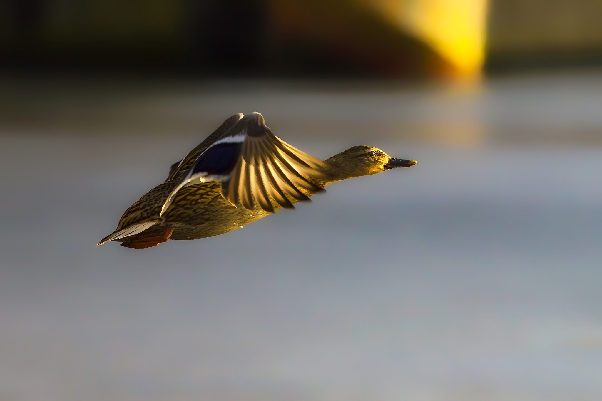 Canon EF 400mm F2.8L IS II USM sample photo. Turborette.... photography
