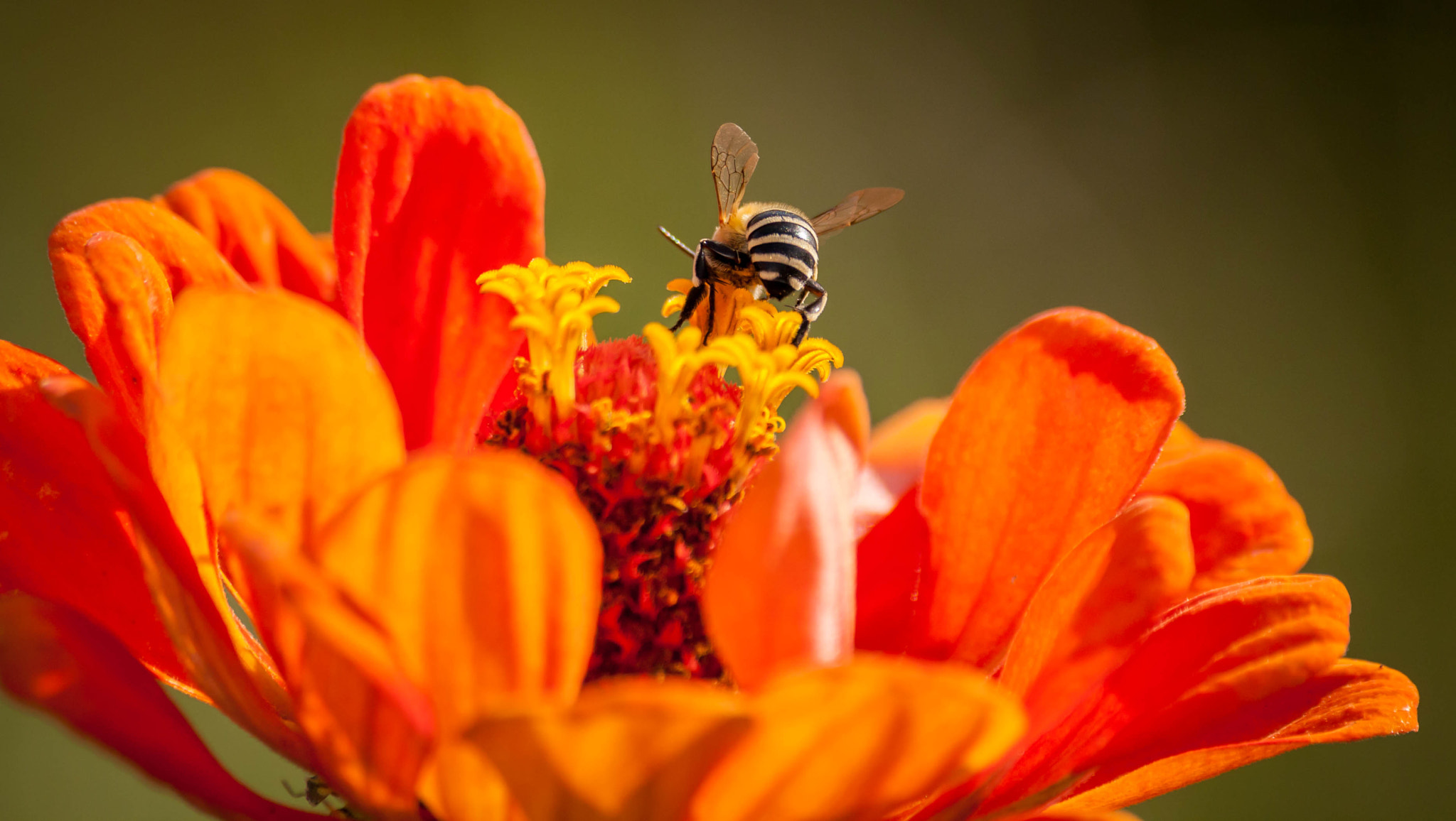 Canon EOS 1000D (EOS Digital Rebel XS / EOS Kiss F) + Sigma 70-300mm F4-5.6 APO DG Macro sample photo. Working bee photography