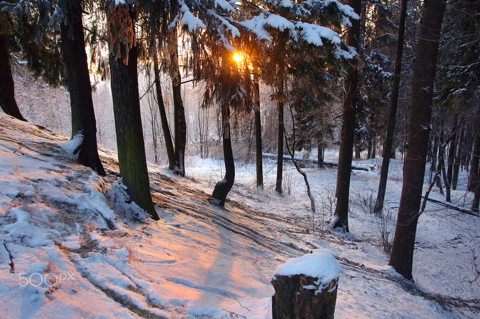 Sony SLT-A65 (SLT-A65V) sample photo. Sunrise in a winter park, the sun's rays pass through a large branch of fir photography