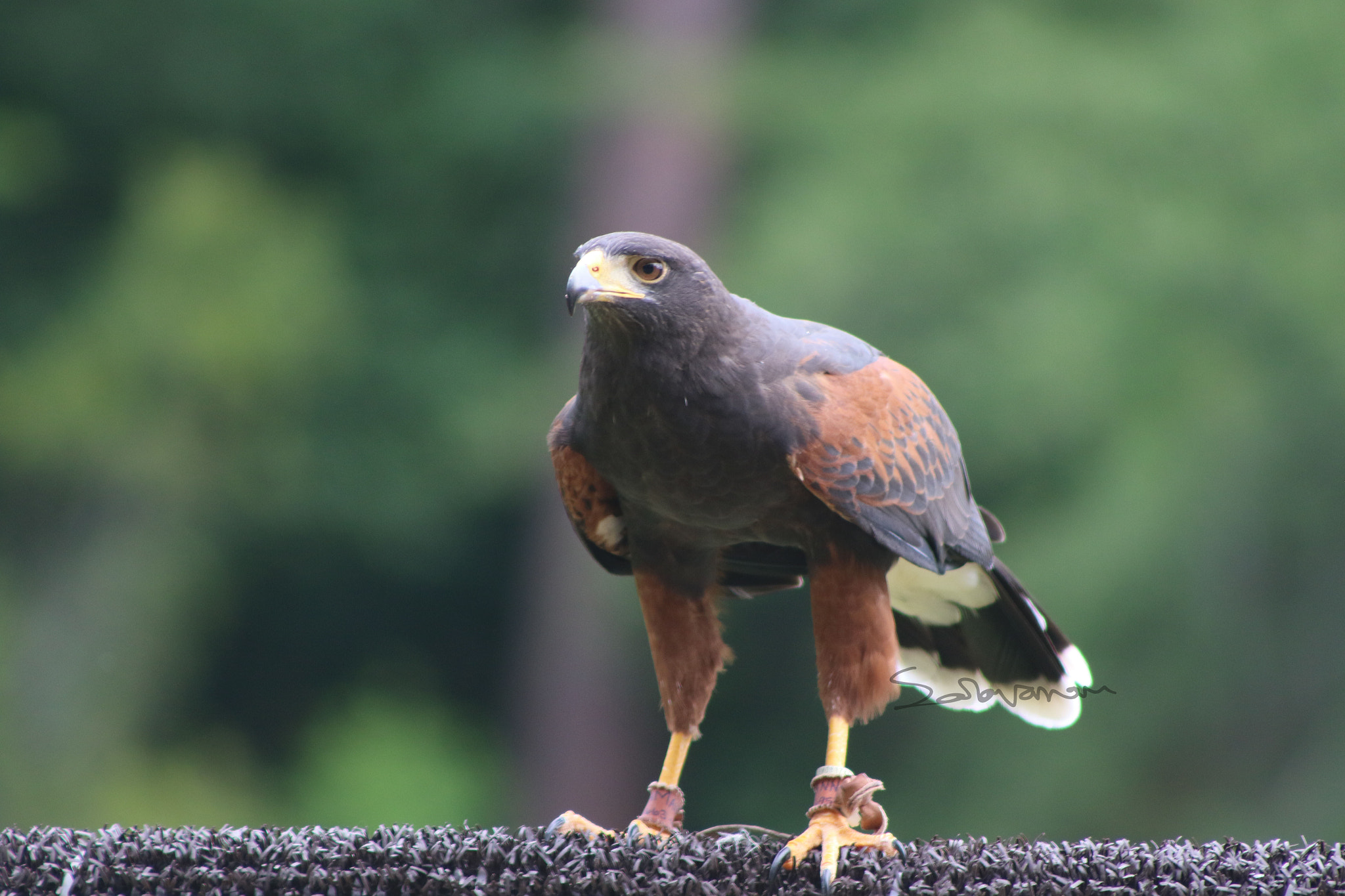 EF75-300mm f/4-5.6 sample photo. Birds photography