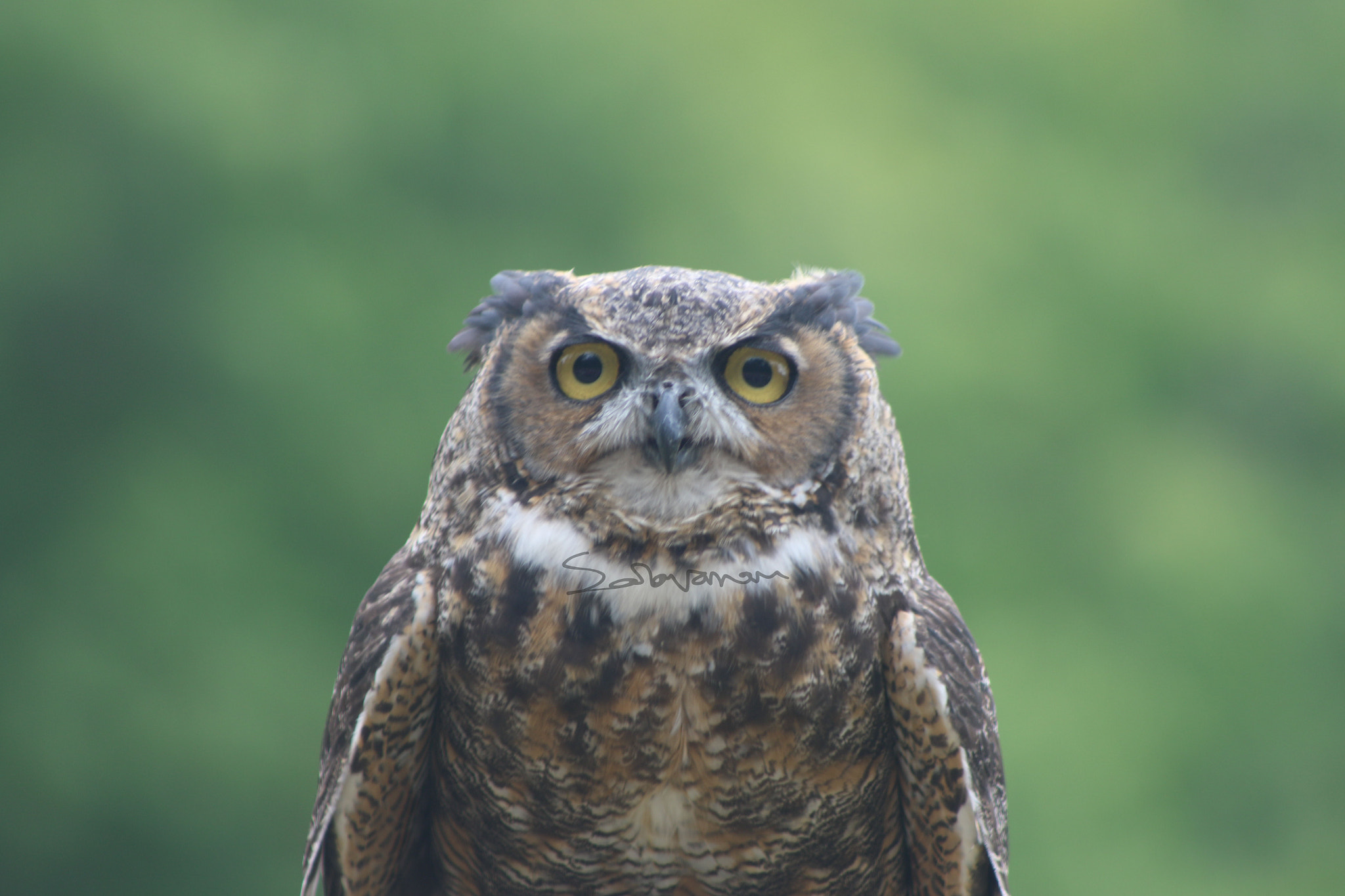 EF75-300mm f/4-5.6 sample photo. Birds photography