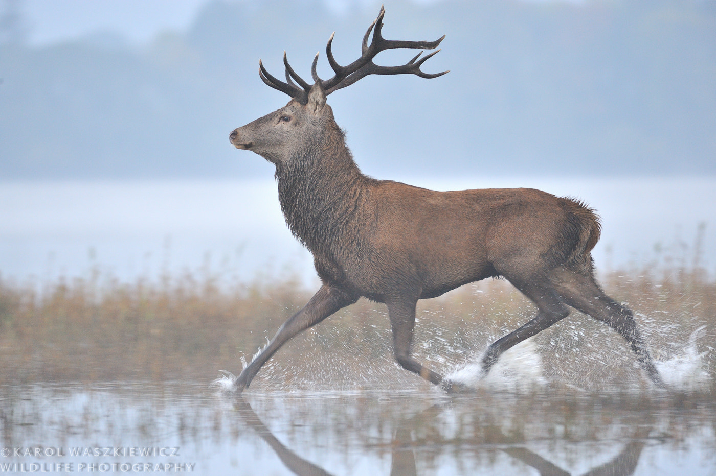 Nikon AF-S Nikkor 200-500mm F5.6E ED VR sample photo. Red stag over the lake photography