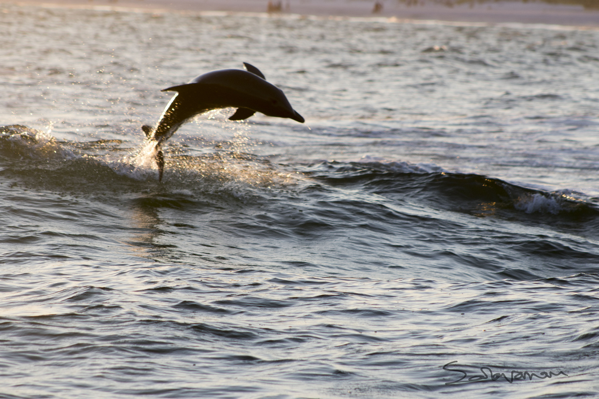 EF75-300mm f/4-5.6 sample photo. Dolphin photography