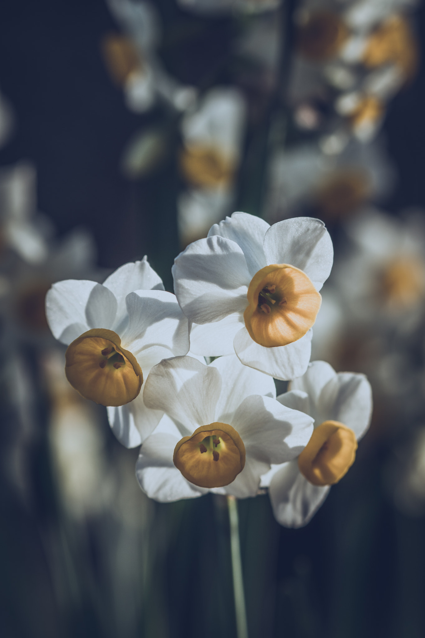 Sony a6500 + Sony FE 90mm F2.8 Macro G OSS sample photo. Narcissus photography