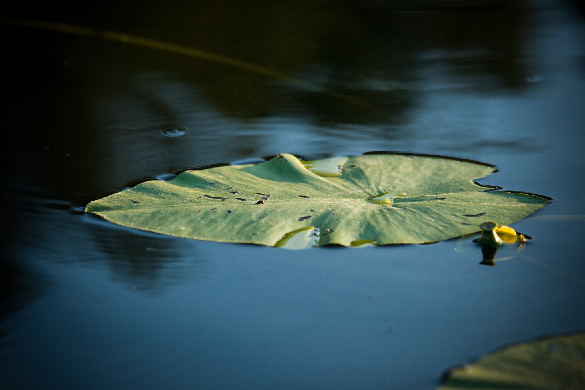 Sony Alpha DSLR-A700 + Tamron SP AF 70-200mm F2.8 Di LD (IF) MACRO sample photo. Floating ... photography