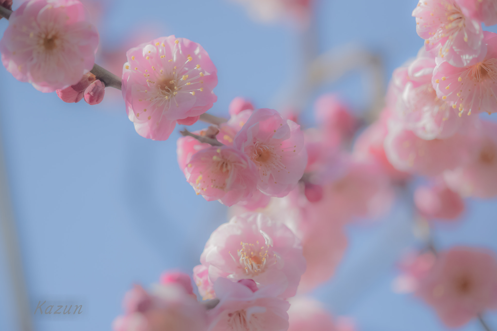Canon EF 180mm F3.5L Macro USM sample photo. Japanese apricot photography