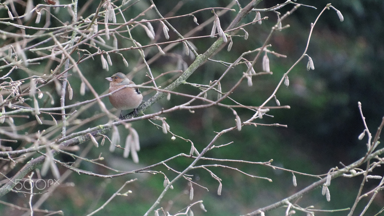 Tamron 16-300mm F3.5-6.3 Di II VC PZD Macro sample photo. 32331697916.jpg photography