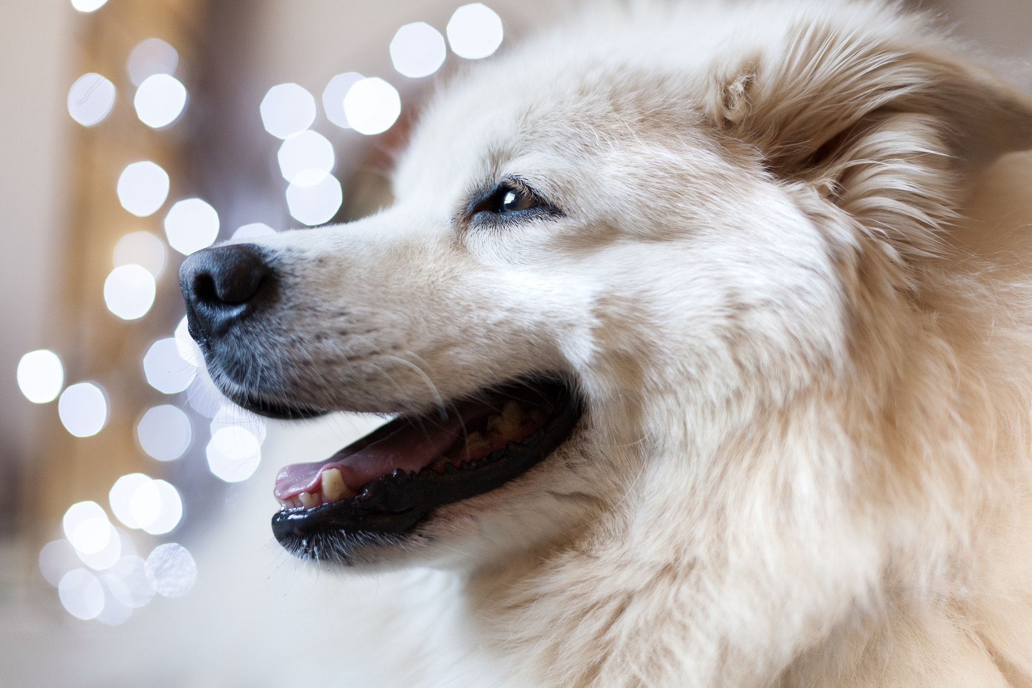 Canon EOS 5D + Canon EF 50mm F1.4 USM sample photo. Happy dog photography