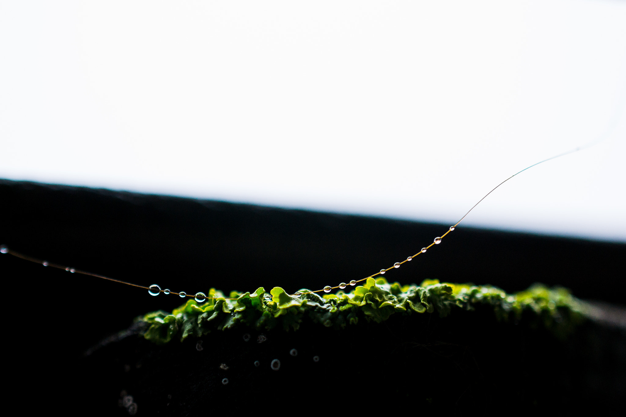 Nikon AF-S DX Micro Nikkor 40mm F2.8 sample photo. Pearl beads of nature photography