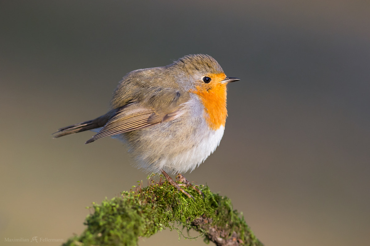 Canon EOS 7D Mark II + Canon EF 300mm F4L IS USM sample photo. Robin on mossy root photography