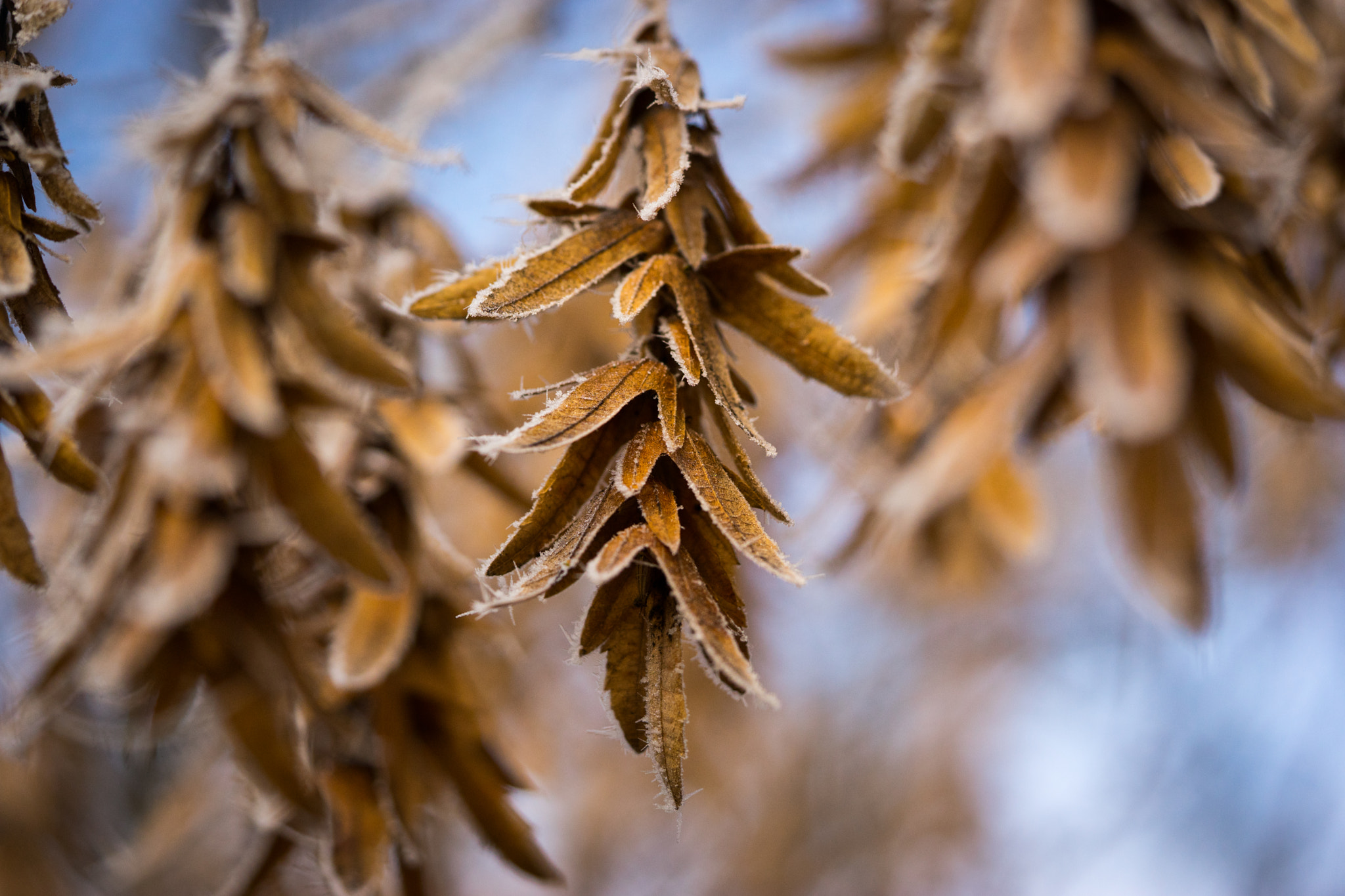 Sony a7 + Sony FE 90mm F2.8 Macro G OSS sample photo. Winter motiv 6 photography