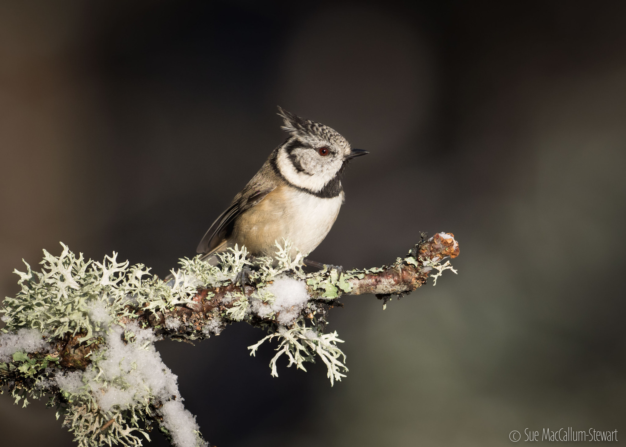 Olympus OM-D E-M1 + OLYMPUS M.300mm F4.0 sample photo. Crested tit photography