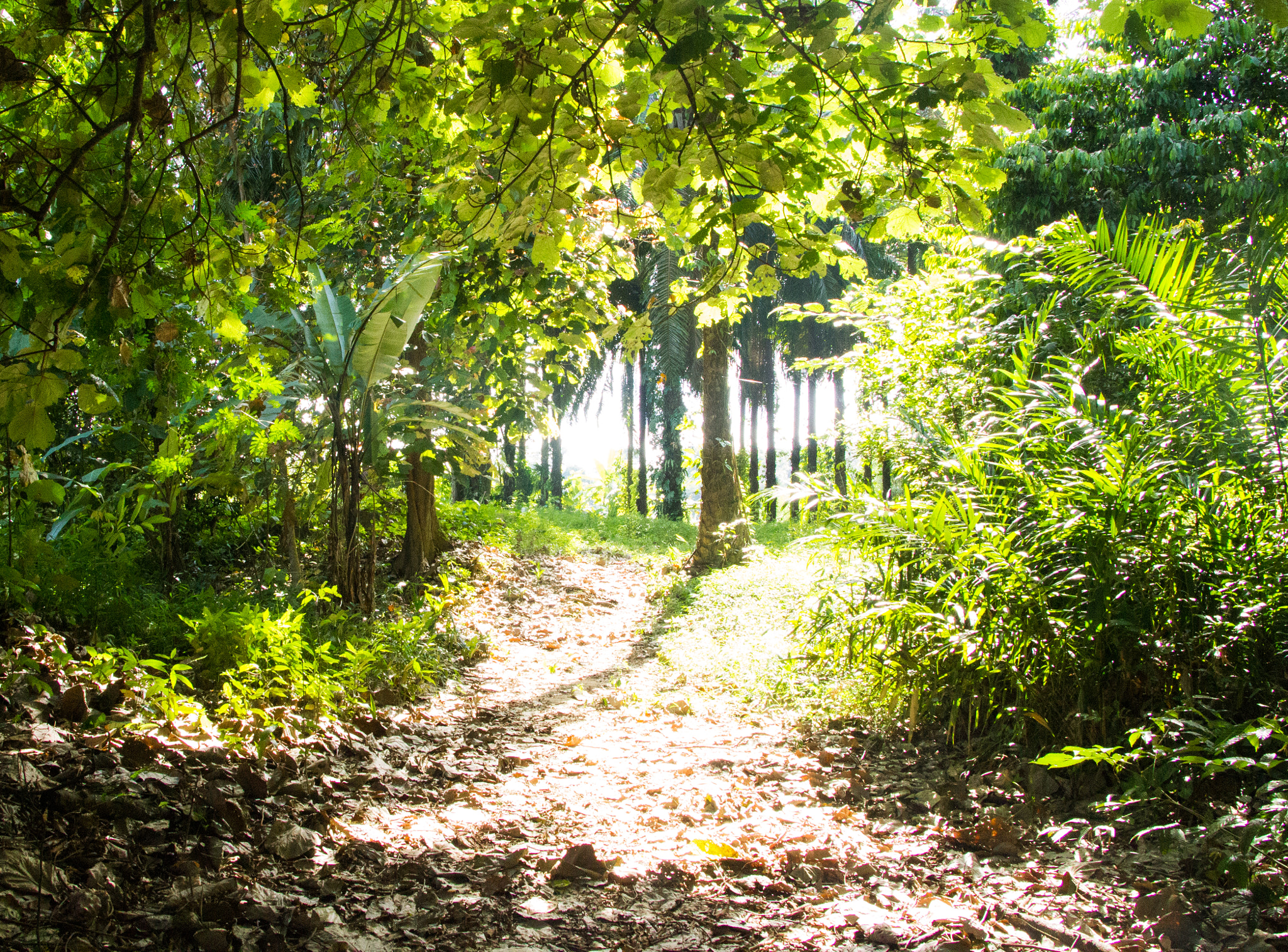 Canon EOS 1200D (EOS Rebel T5 / EOS Kiss X70 / EOS Hi) + Canon TS-E 90mm F2.8 Tilt-Shift sample photo. Thailand trip : light passes through the trees photography