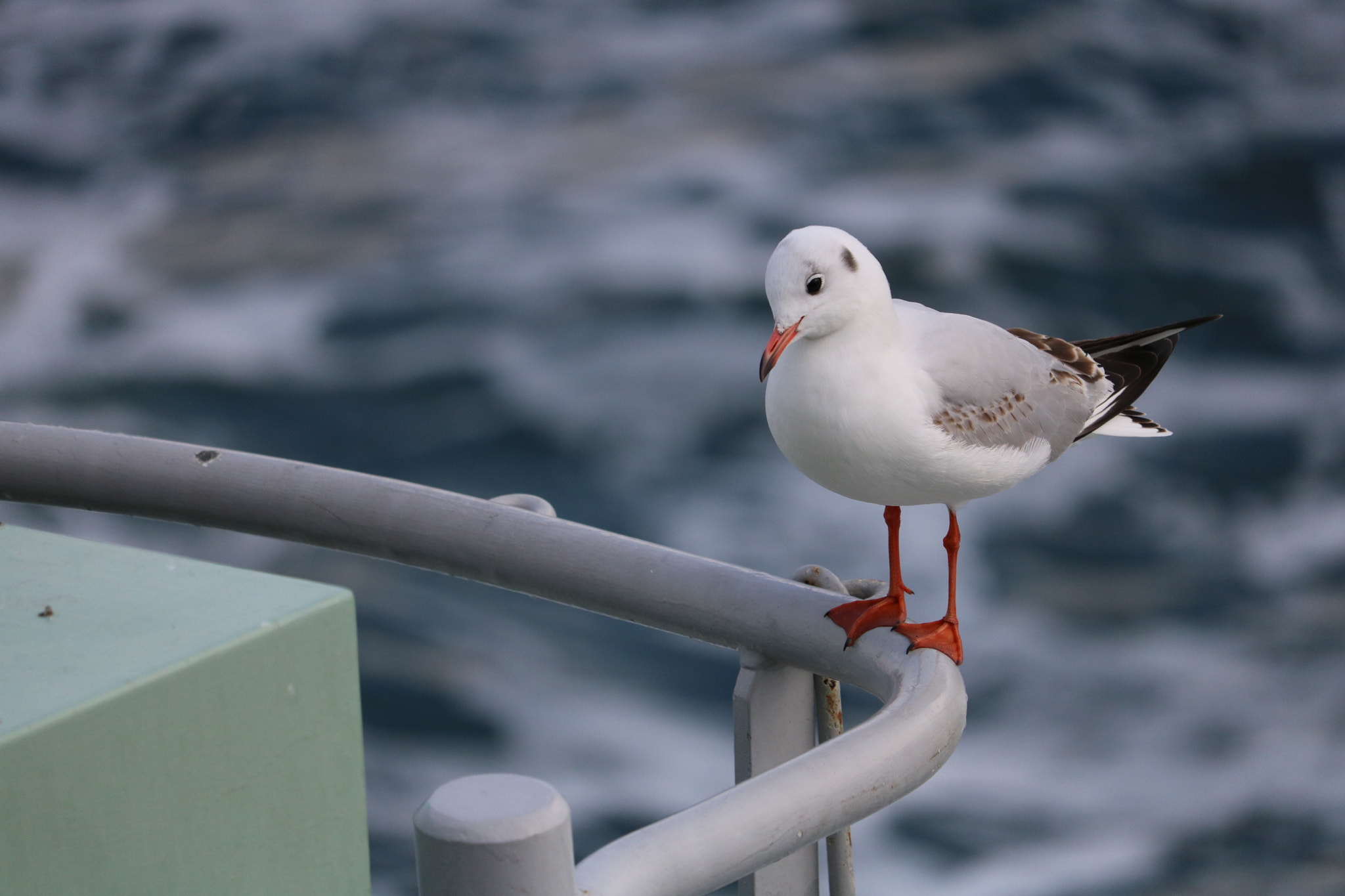 Canon EOS 750D (EOS Rebel T6i / EOS Kiss X8i) sample photo. Hooded gull photography