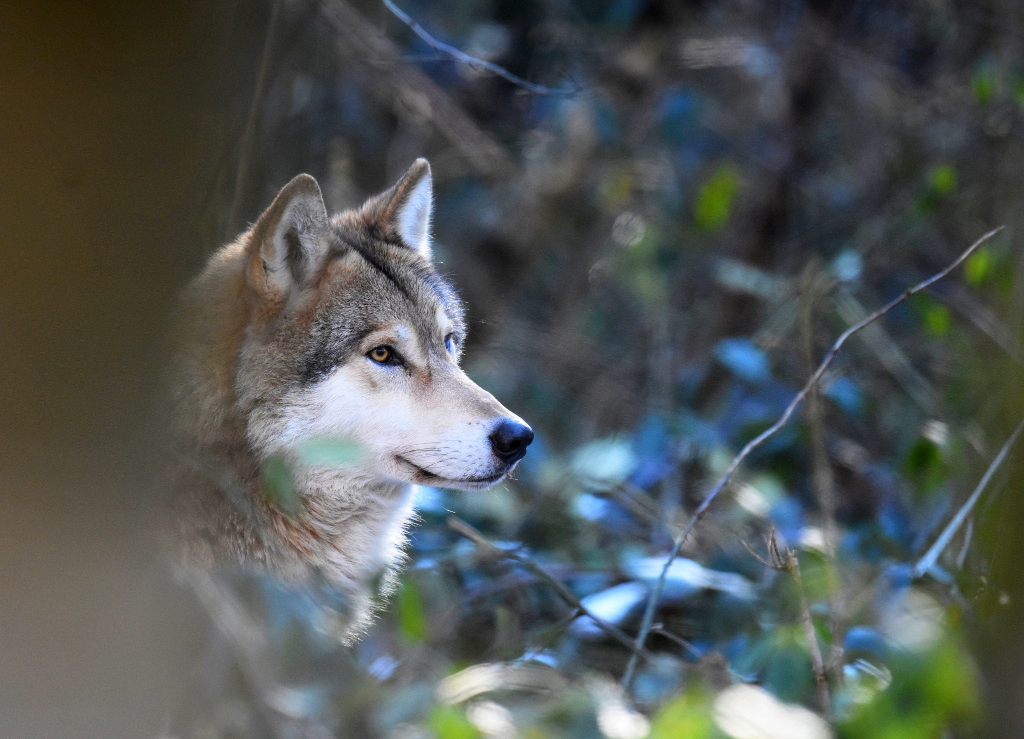 Nikon D7200 + Nikon AF-S Nikkor 600mm F4G ED VR sample photo. Lupus photography