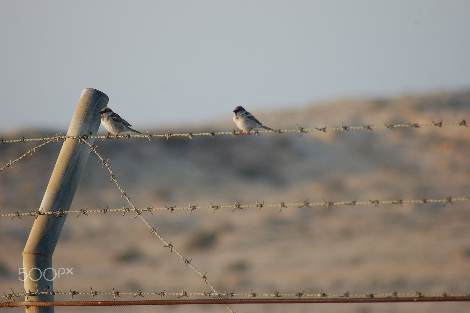 Nikon AF Nikkor 70-300mm F4-5.6G sample photo. Borders wont stop them... photography