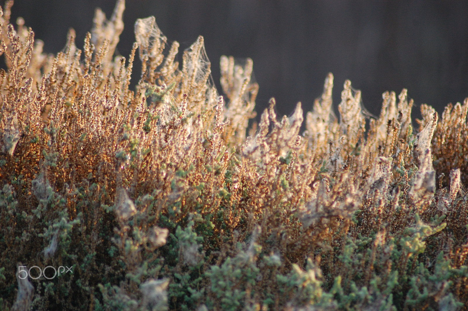 Nikon AF Nikkor 70-300mm F4-5.6G sample photo. Winter morning.. photography
