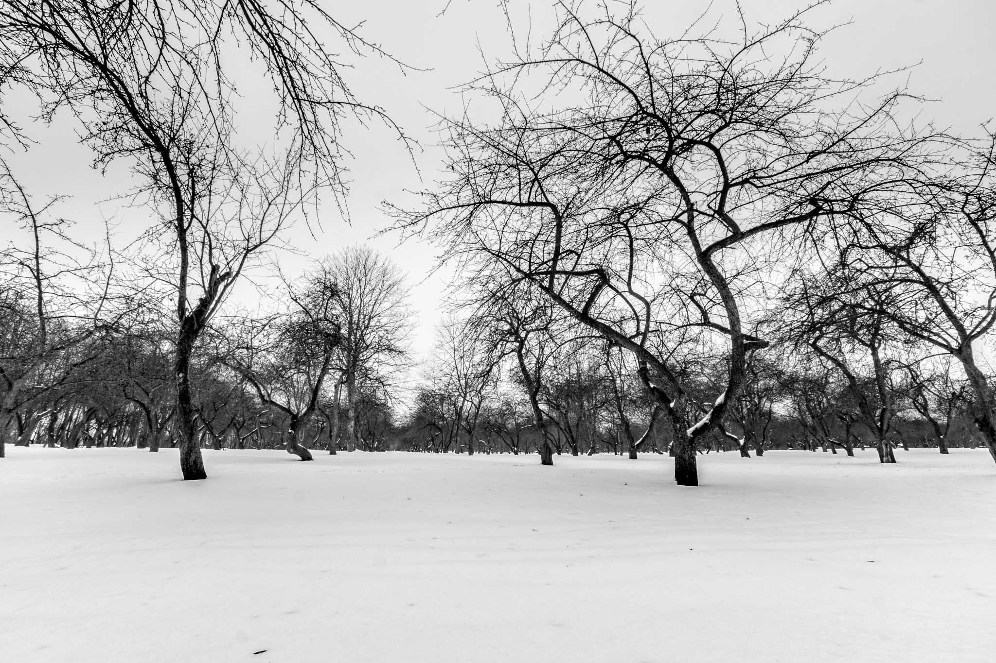 Sony SLT-A77 + Sigma AF 10-20mm F4-5.6 EX DC sample photo. Winter garden photography