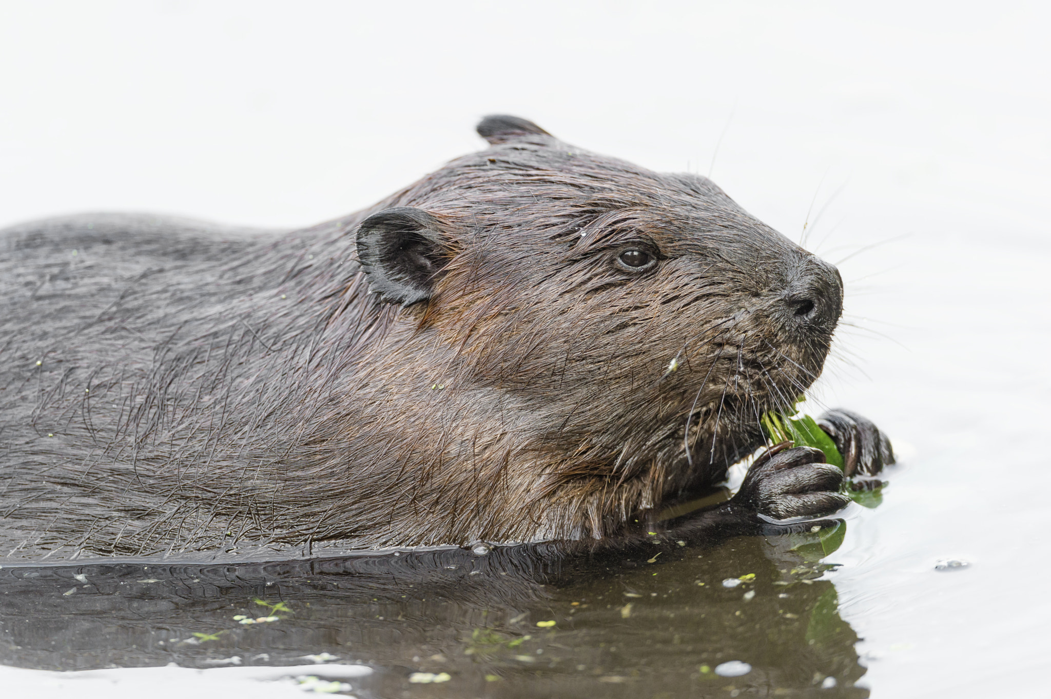 Nikon D3S sample photo. Feeding beaver photography