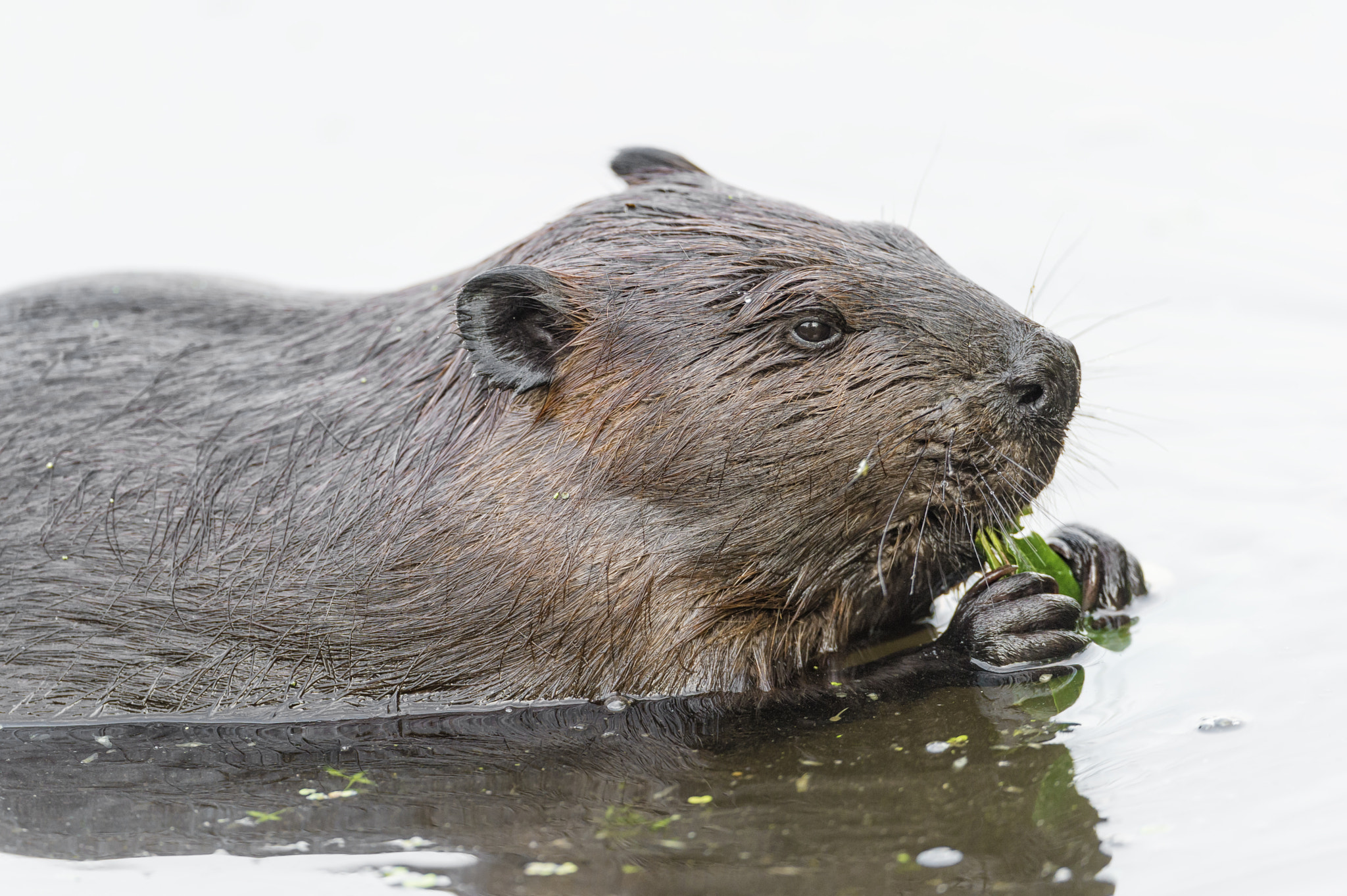 Nikon AF-S Nikkor 600mm F4G ED VR sample photo. Feeding beaver photography