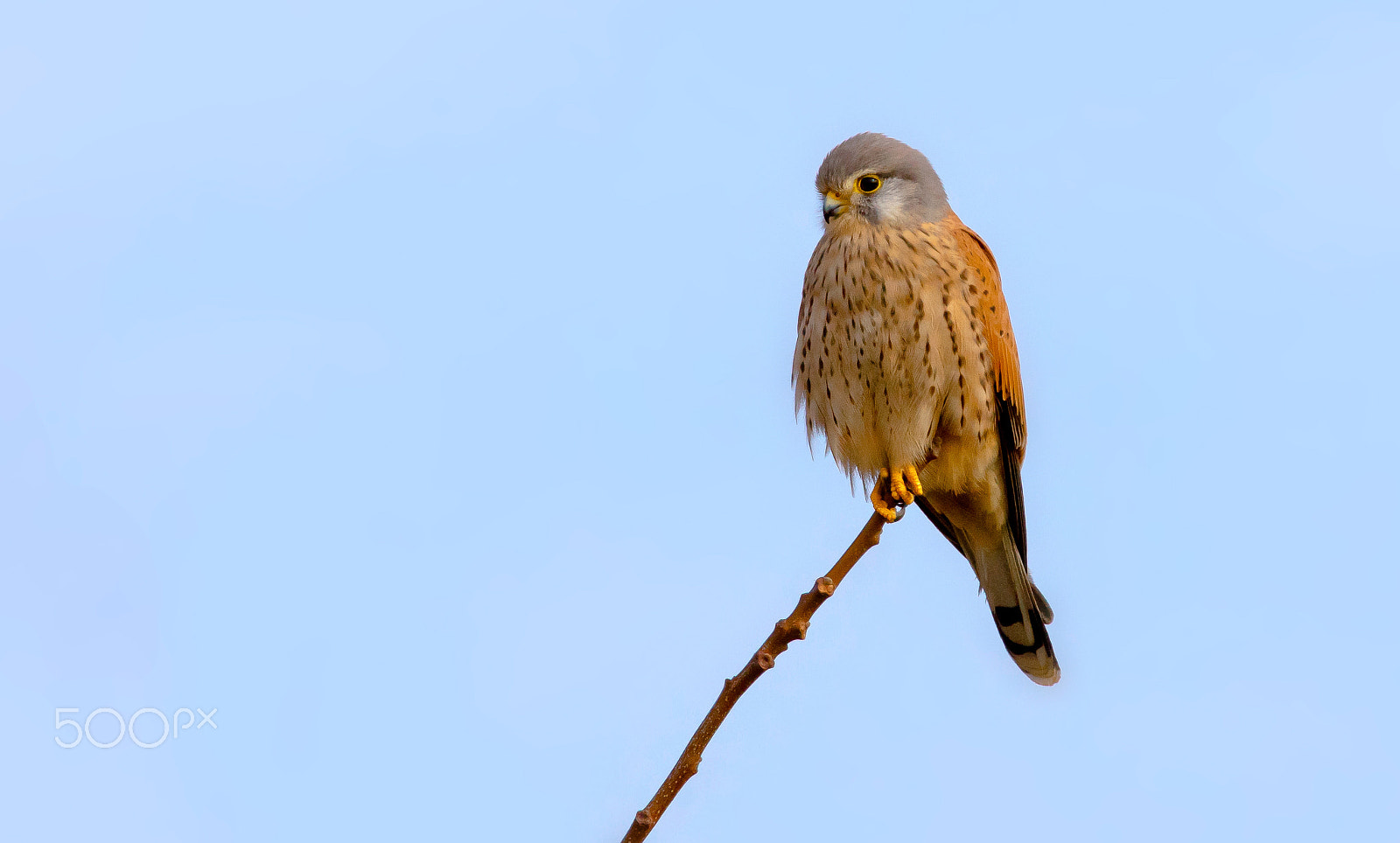 Canon EF 400mm F2.8L IS II USM sample photo. Faucon crécerelle photography