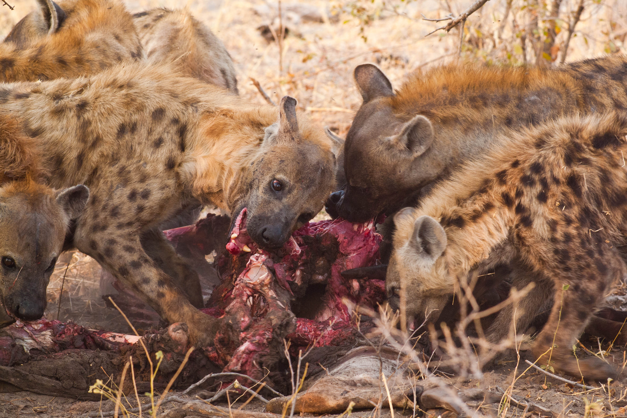 Olympus Zuiko Digital ED 150mm F2.0 sample photo. Hyena feeding frenzy photography