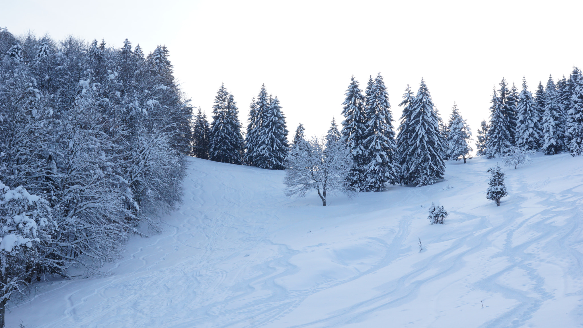 Sony SLT-A65 (SLT-A65V) sample photo. Spuren im schnee photography