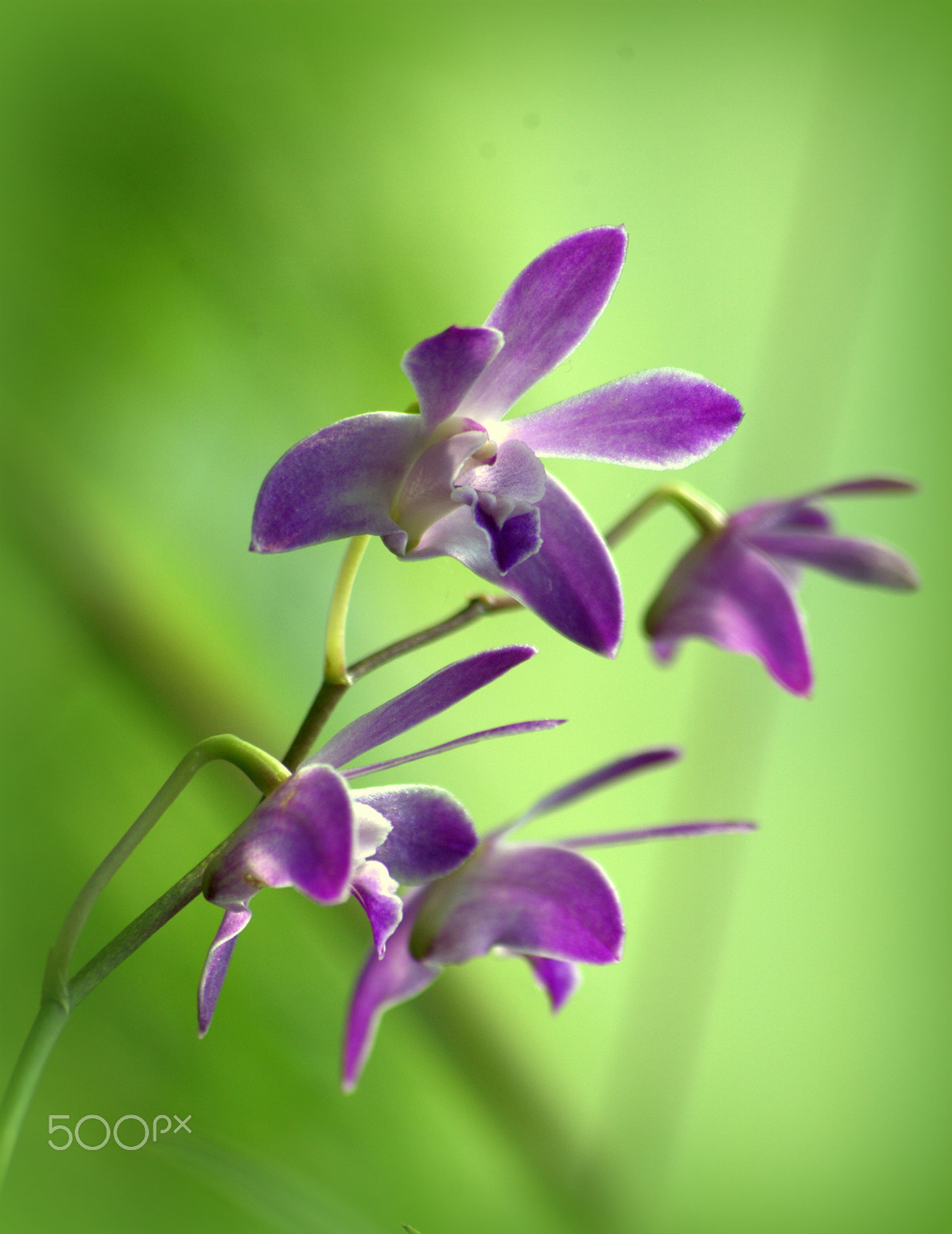 Sigma 70-300mm F4-5.6 APO DG Macro sample photo. Orchid flowers photography