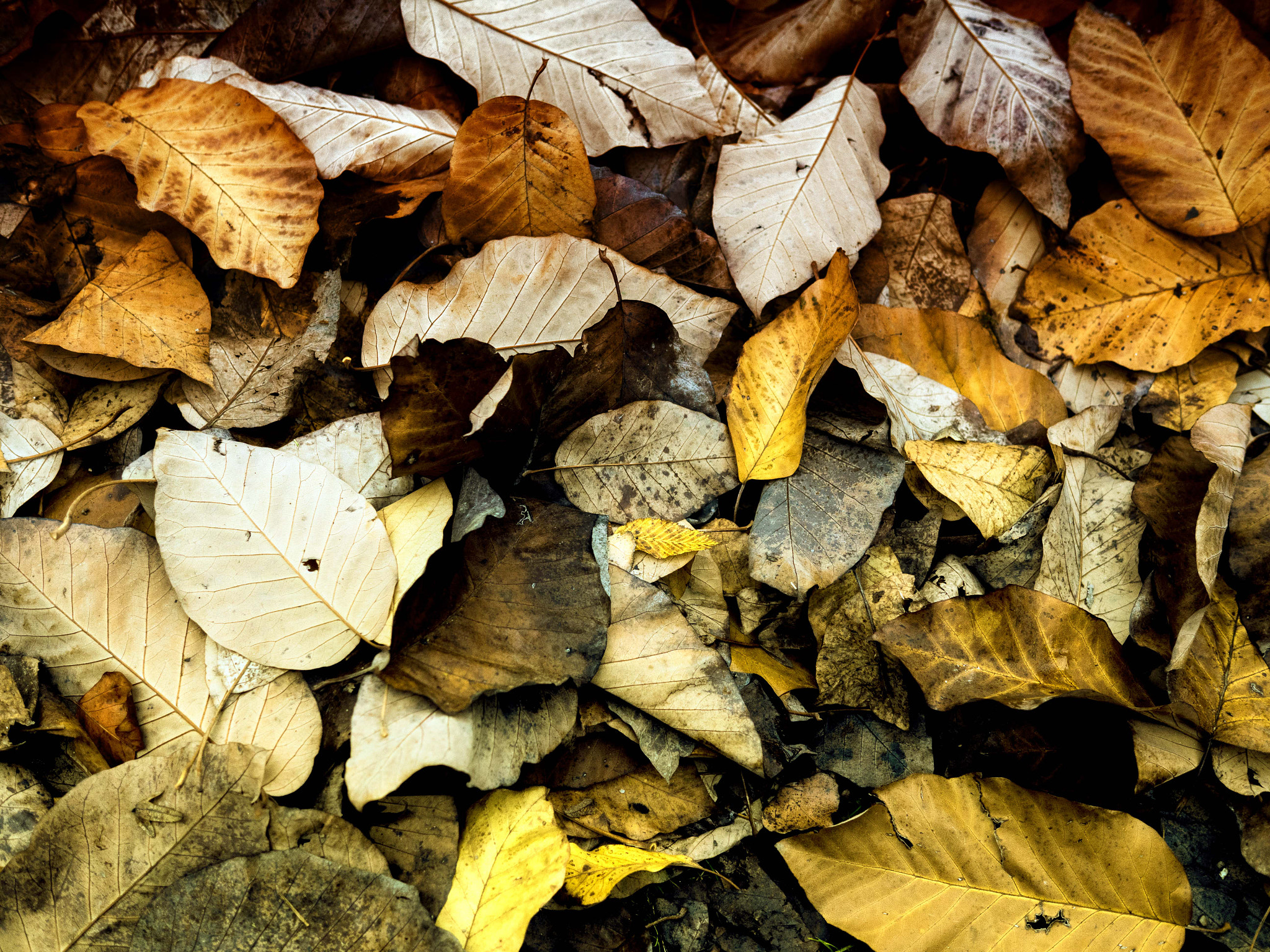 Panasonic Lumix DMC-GX8 + Panasonic Leica DG Summilux 25mm F1.4 II ASPH sample photo. Leaves from jardin des prebendes, tours photography
