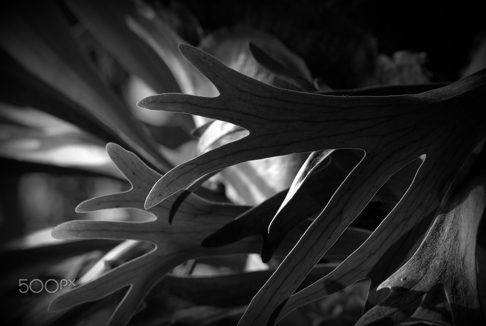 Sigma 70-300mm F4-5.6 APO DG Macro sample photo. Staghorn fern photography