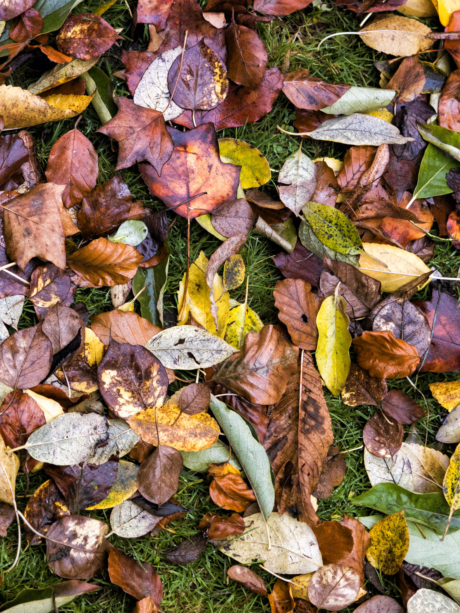 Panasonic Lumix DMC-GX8 + Panasonic Leica DG Summilux 25mm F1.4 II ASPH sample photo. Leaves from botanical garden, tours #2 photography