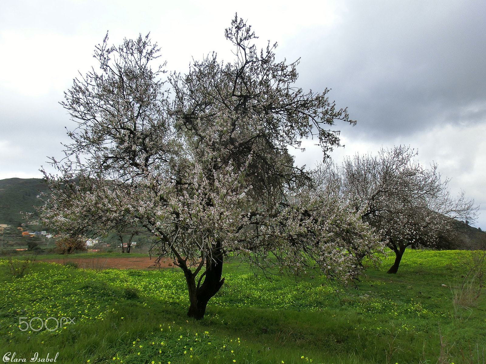 CASIO EX-ZR100 sample photo. Almendros en flor… photography
