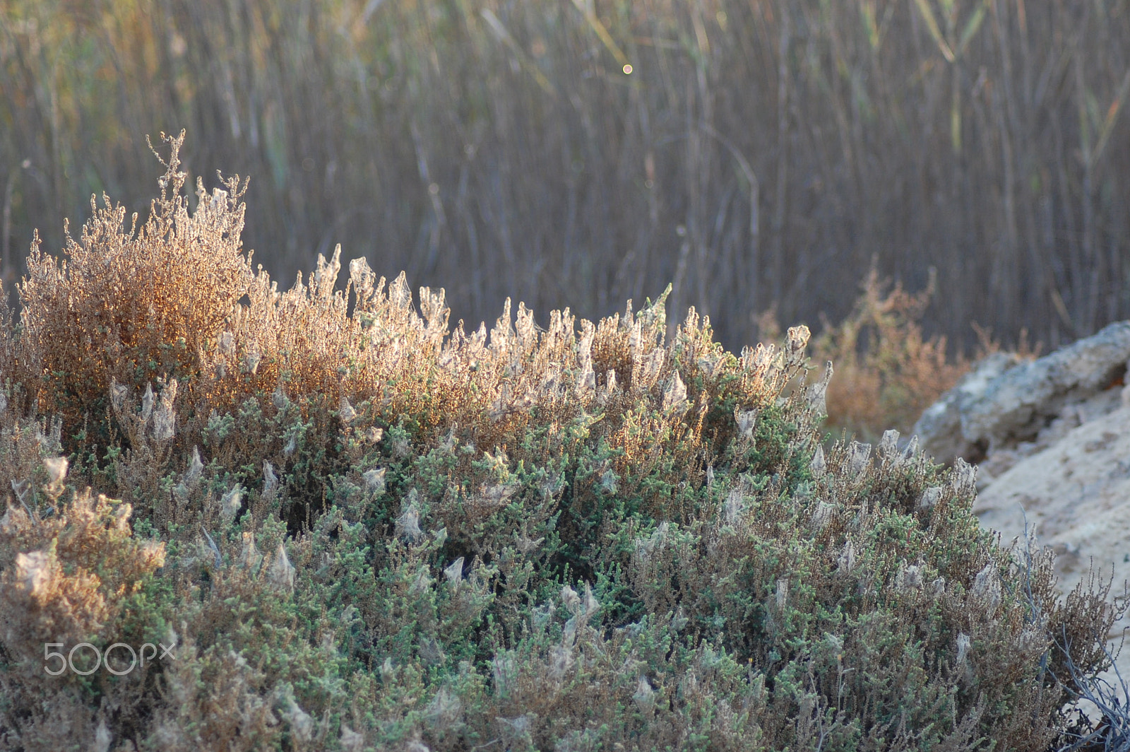 Nikon AF Nikkor 70-300mm F4-5.6G sample photo. Middle of desert... photography